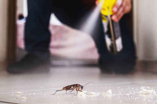 Insect Control in Mediapolis, IA